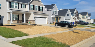 How to Identify and Treat Different Types of Lawn Disease Photo